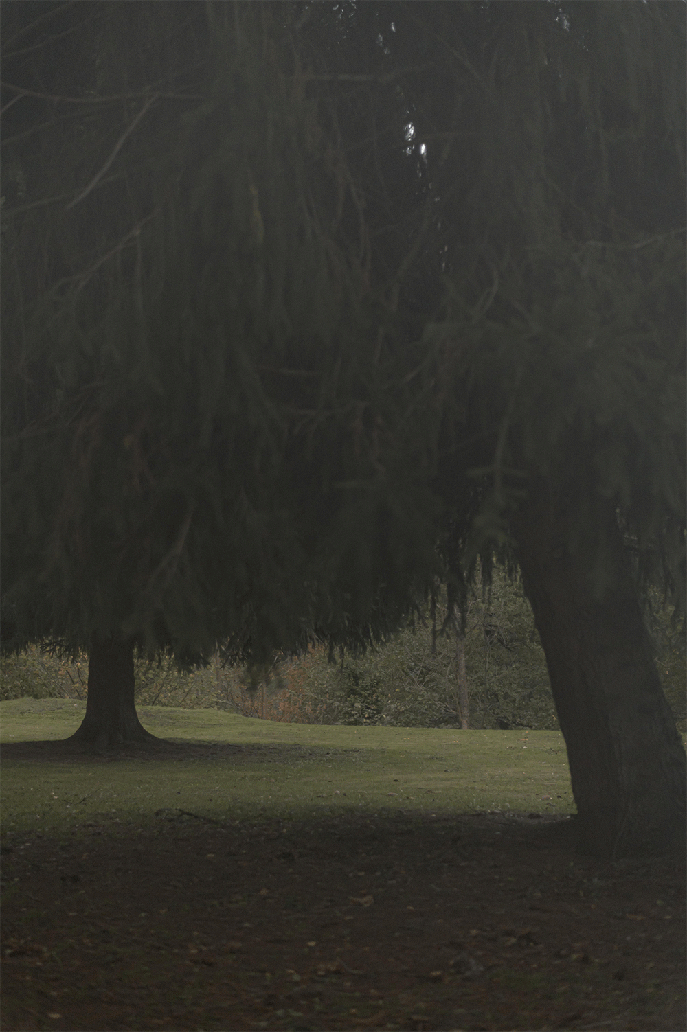 Photographie de sapins le soir d'Halloween.